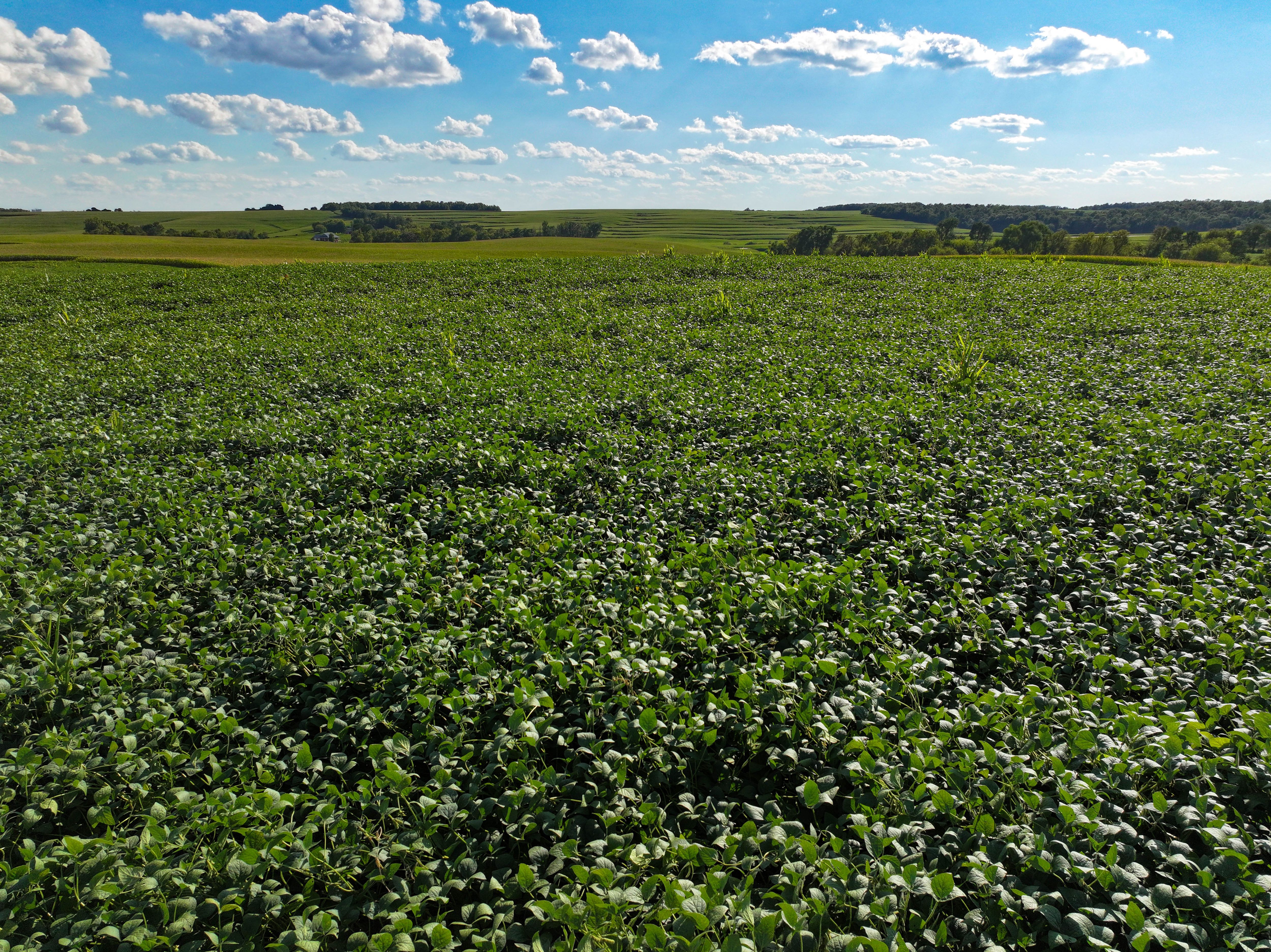Listing Photo: 28-Postville Farmland Auction